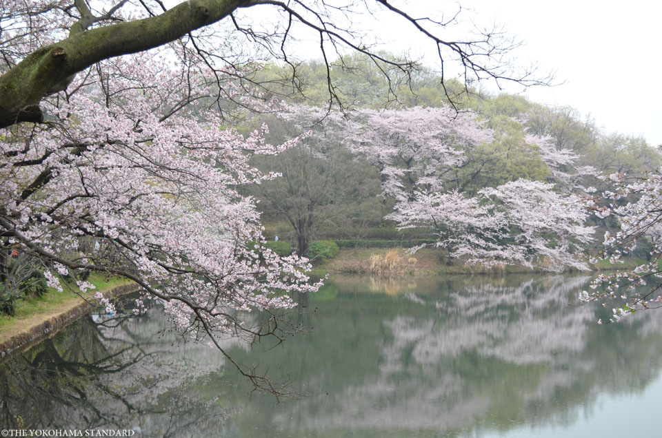 2017三ツ池公園の桜2-THE YOKOHAMA STANDARD