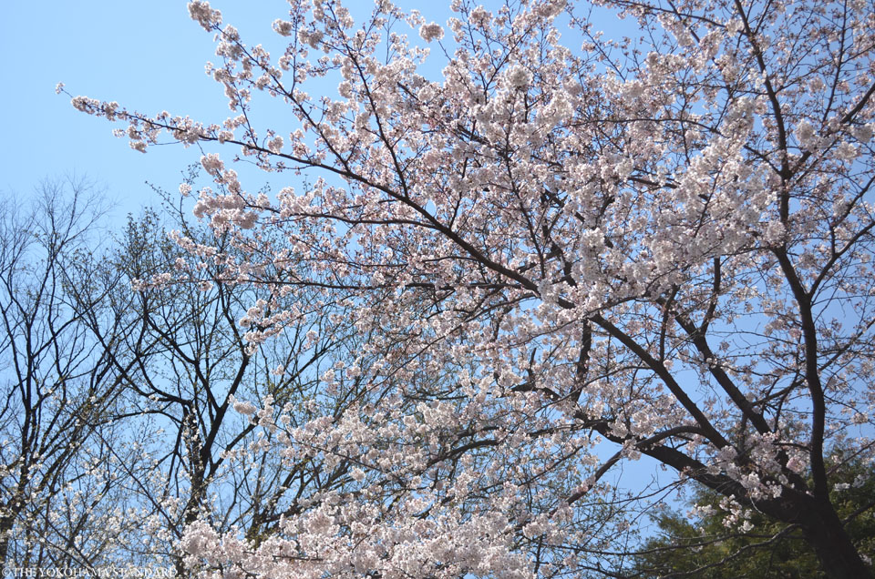 2017掃部山公園の桜2-THE YOKOHAMA STANDARD