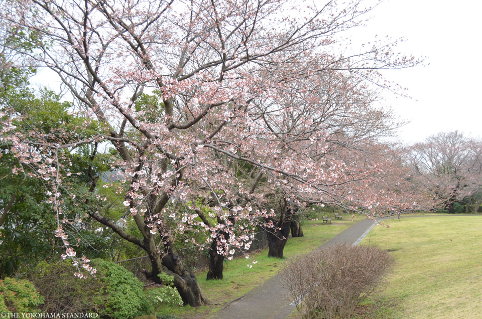 2017本牧山頂公園の桜6-THE YOKOHAMA STANDARD