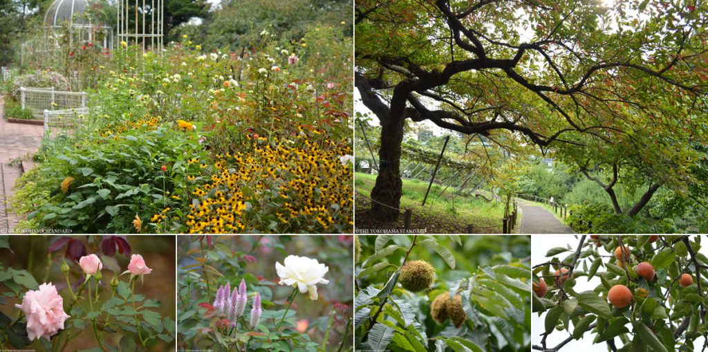 Yokohama Snap 秋のこども植物園 The Yokohama Standard